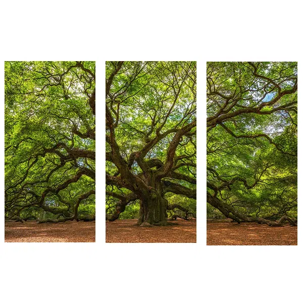 Trio307 - Natureza Viva - Imagem 4
