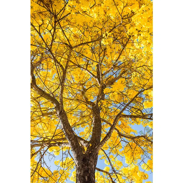 T346 - Ipê Amarelo - Imagem 4