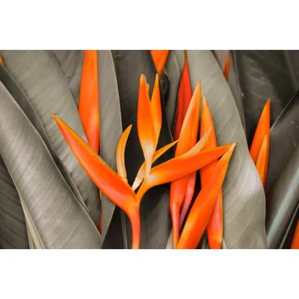 T129 - A Flor da Beleza - Imagem 4