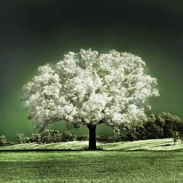 T151 - Ipê Branco - Imagem 5