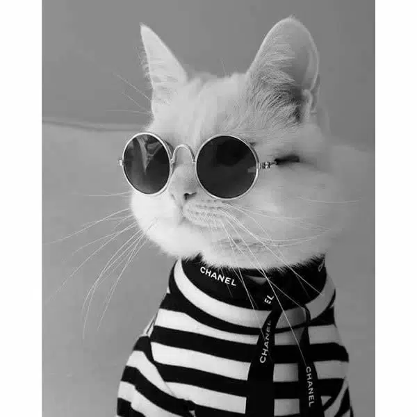 A107 - Glamour de Gato - Imagem 4